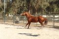 Apache pic13