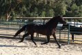 Trejador pic15