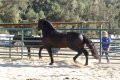Trejador pic16
