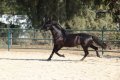 Trejador pic17