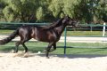 Trejador pic18