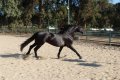 Trejador pic19