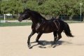 Trejador pic21