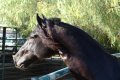Trejador pic22