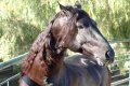 Trejador pic23