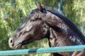 Trejador pic24