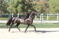 Trejador pic26