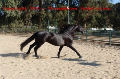 Trejador pic19