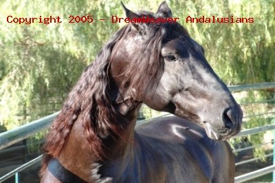 Trejador pic23
