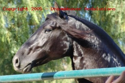 Trejador pic24