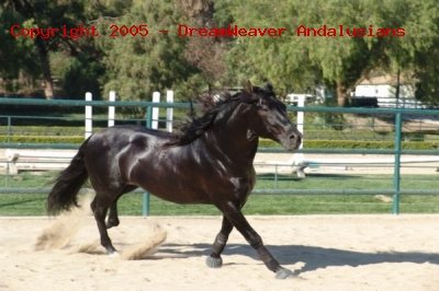 Trejador pic25
