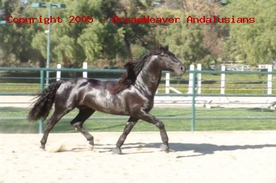 Trejador pic26