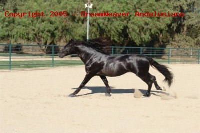 Trejador pic28
